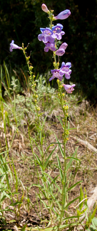 Beardless Sidebells Penstemon 5.jpg